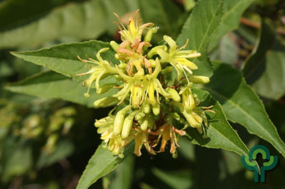 Diervilla sessilifolia 'Butterfly'
