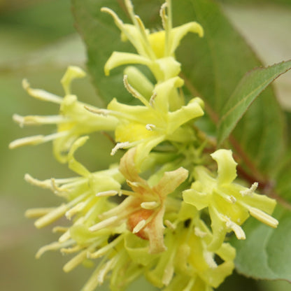 Diervilla splendens