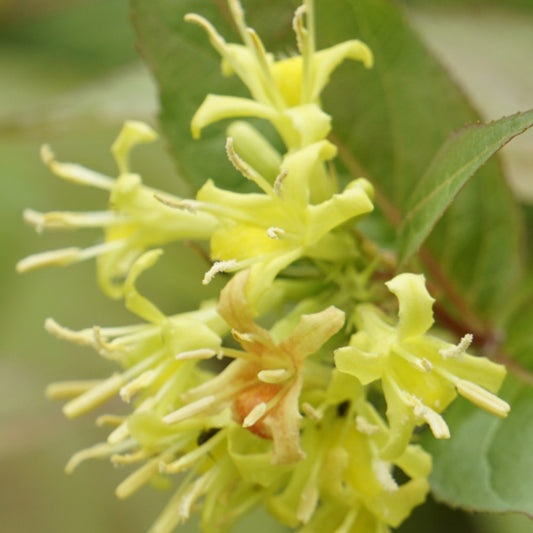 Diervilla splendens