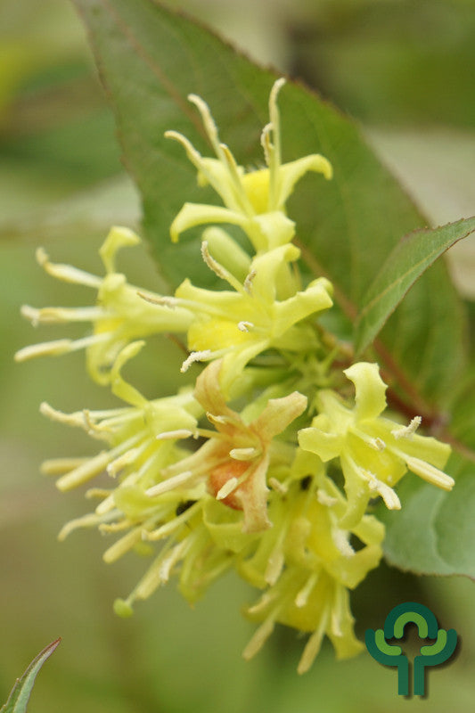 Diervilla splendens