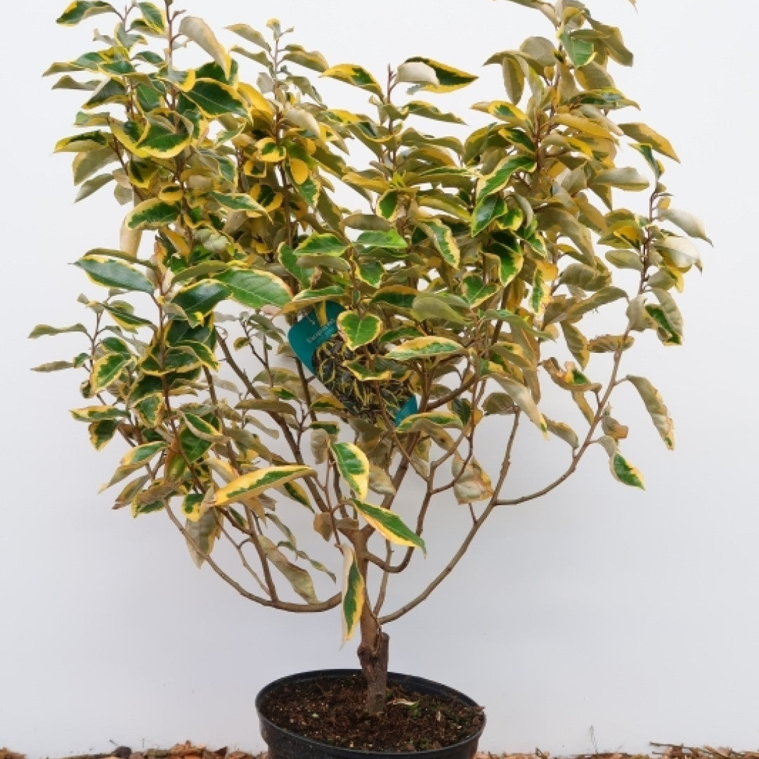 Elaeagnus ebbingei 'Gilt Edge'
