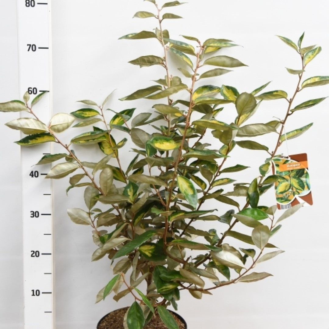 Elaeagnus ebbingei 'Limelight'