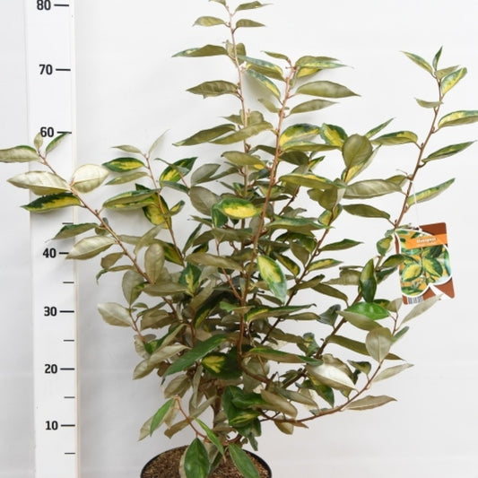 Elaeagnus ebbingei 'Limelight'