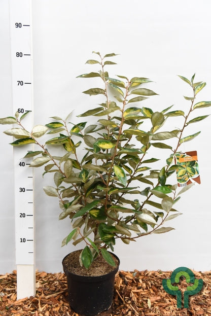 Elaeagnus ebbingei 'Limelight'