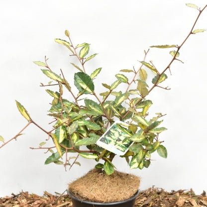 Elaeagnus pungens 'Maculata'