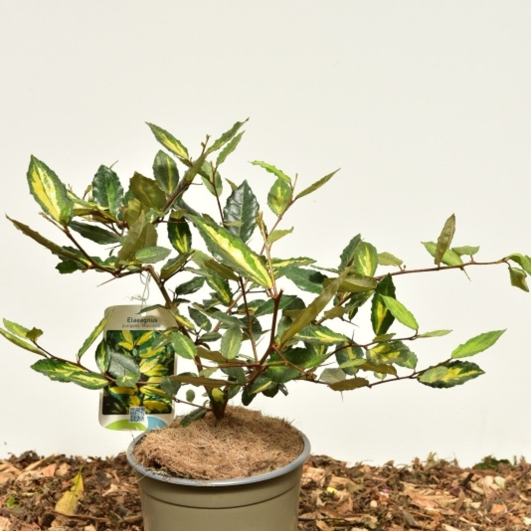 Elaeagnus pungens 'Maculata'