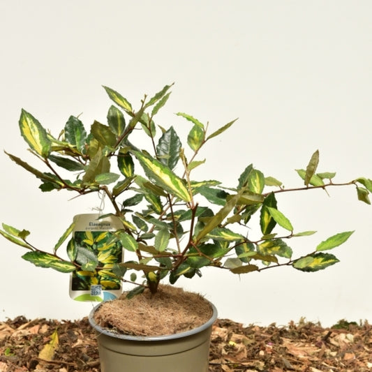 Elaeagnus pungens 'Maculata'