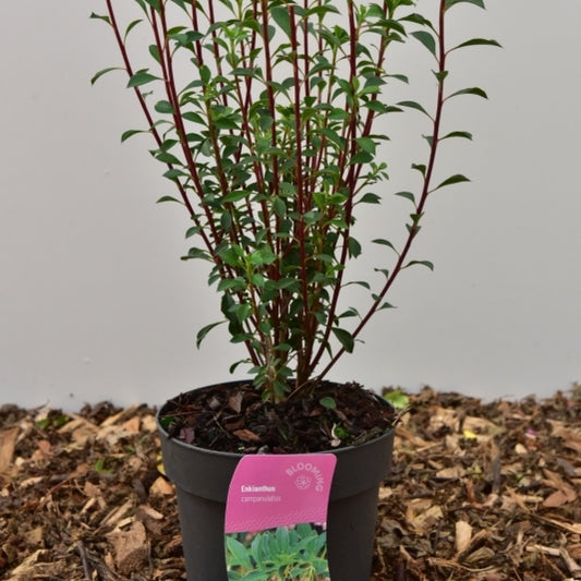 Enkianthus campanulatus