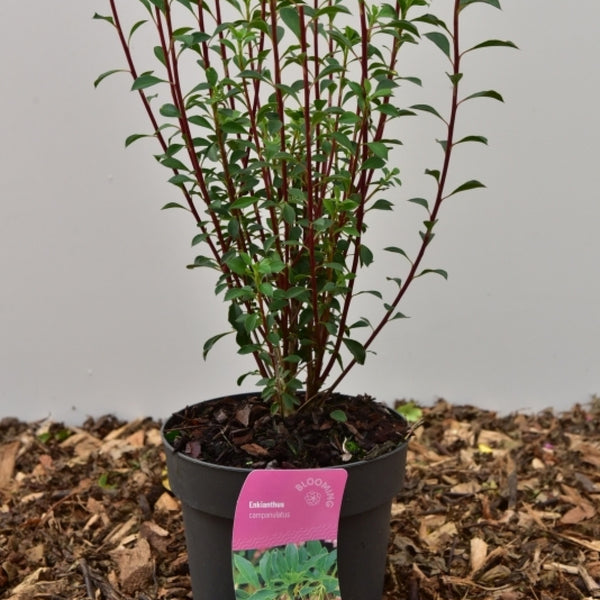 Enkianthus campanulatus