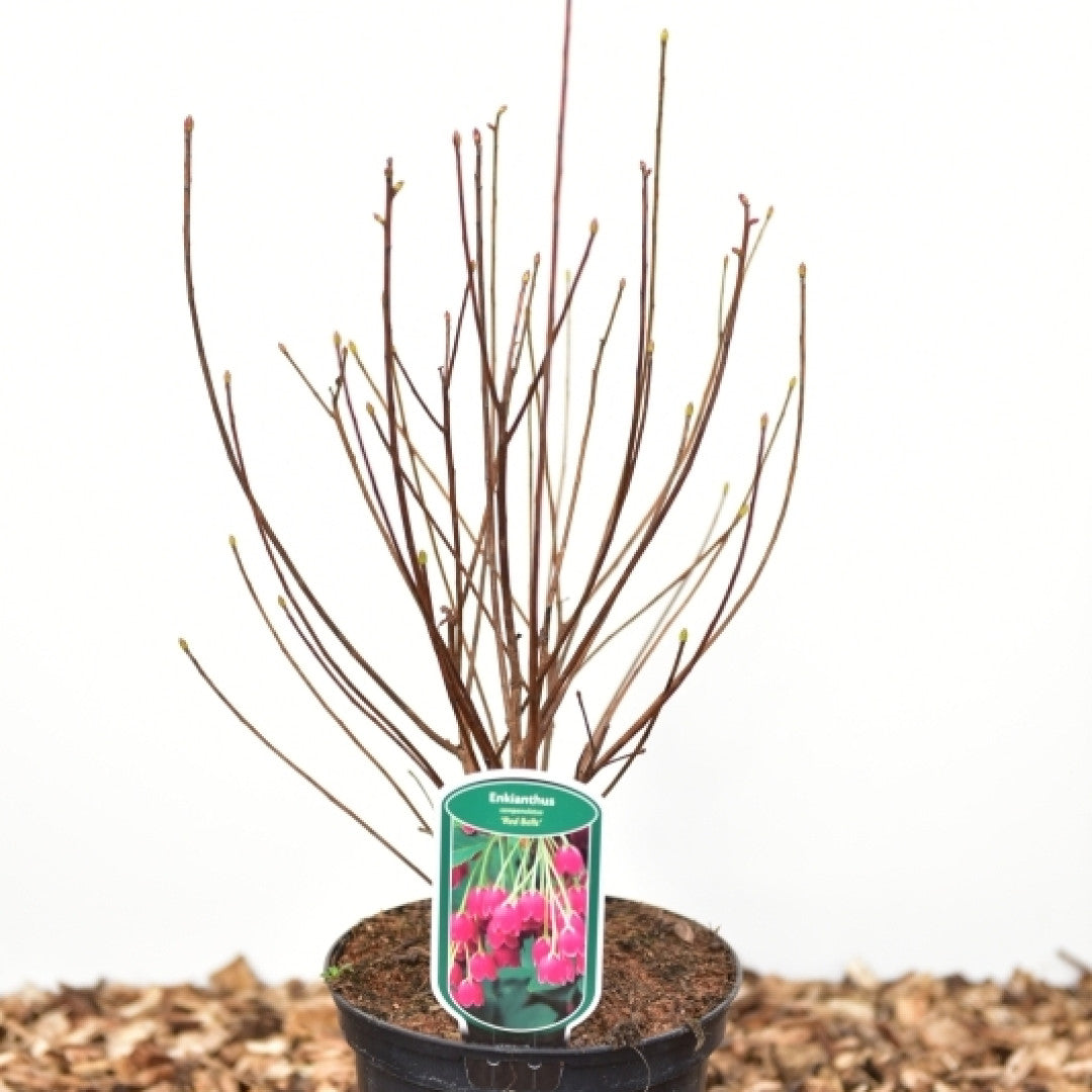 Enkianthus campanulatus 'Red Bells'