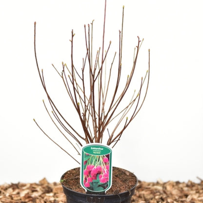 Enkianthus campanulatus 'Red Bells'
