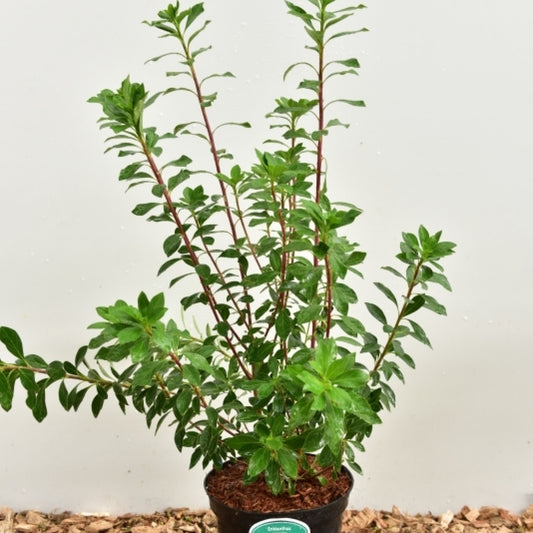 Enkianthus campanulatus 'Red Bells'