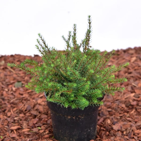 Erica carnea in soorten
