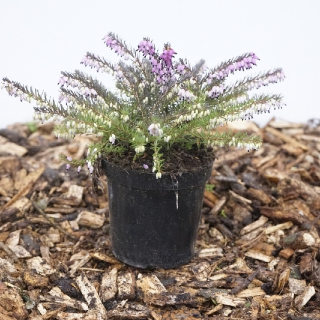 Erica carnea in soorten
