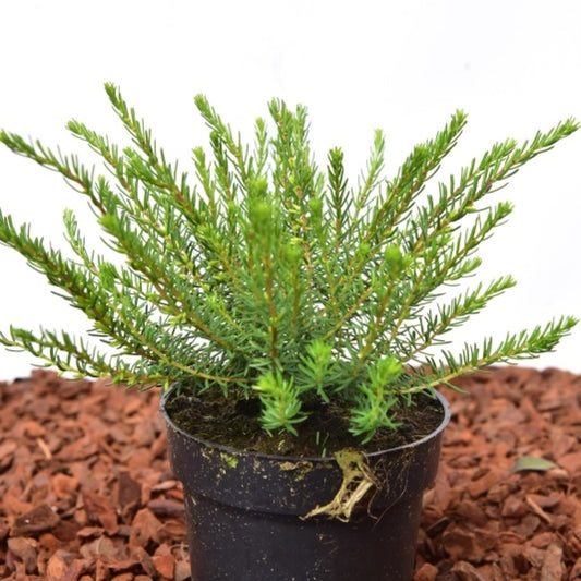 Erica darleyensis in soorten