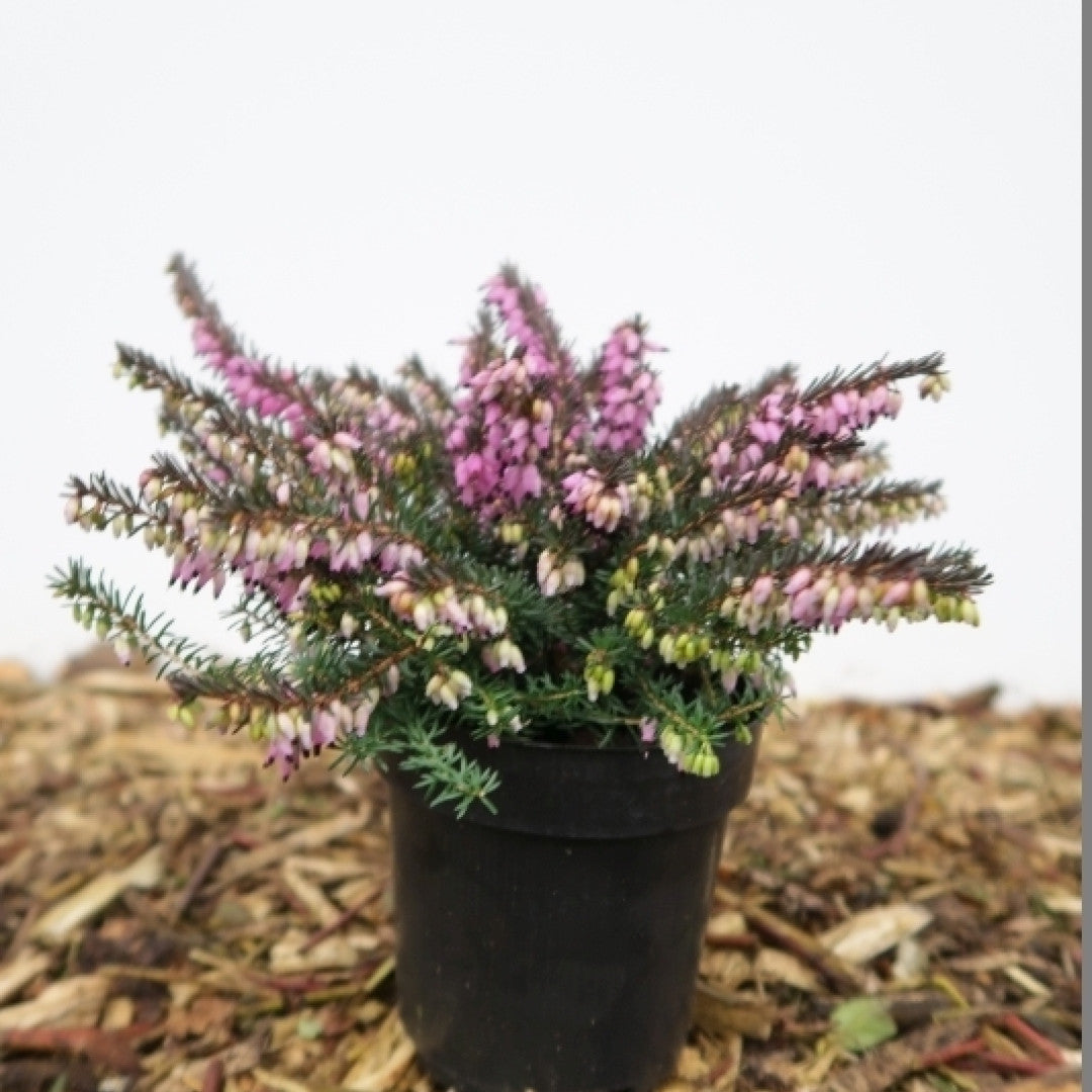 Erica darleyensis in soorten