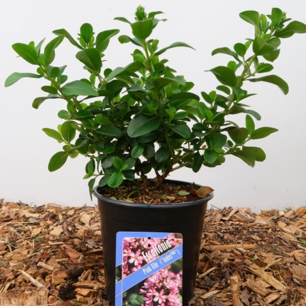 Escallonia laevis 'Pink Elle' ®