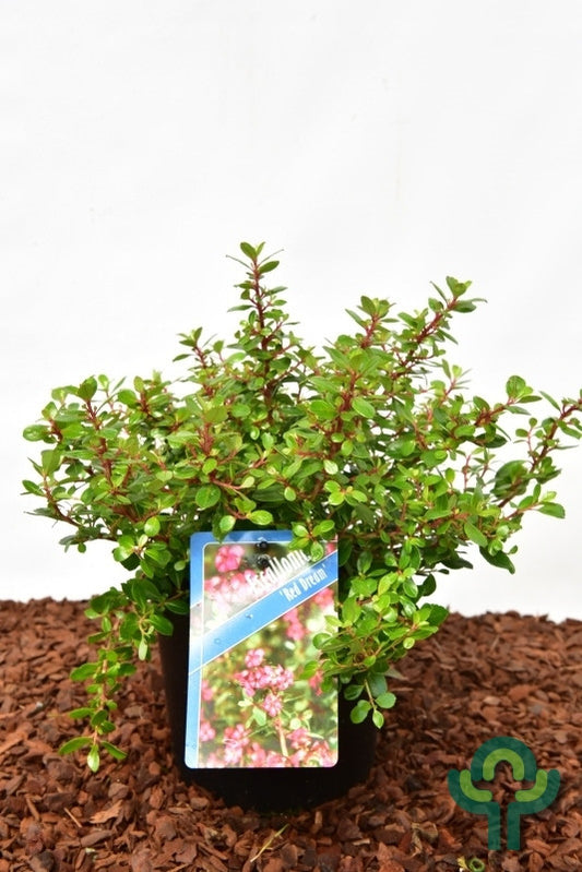 Escallonia 'Red Dream'