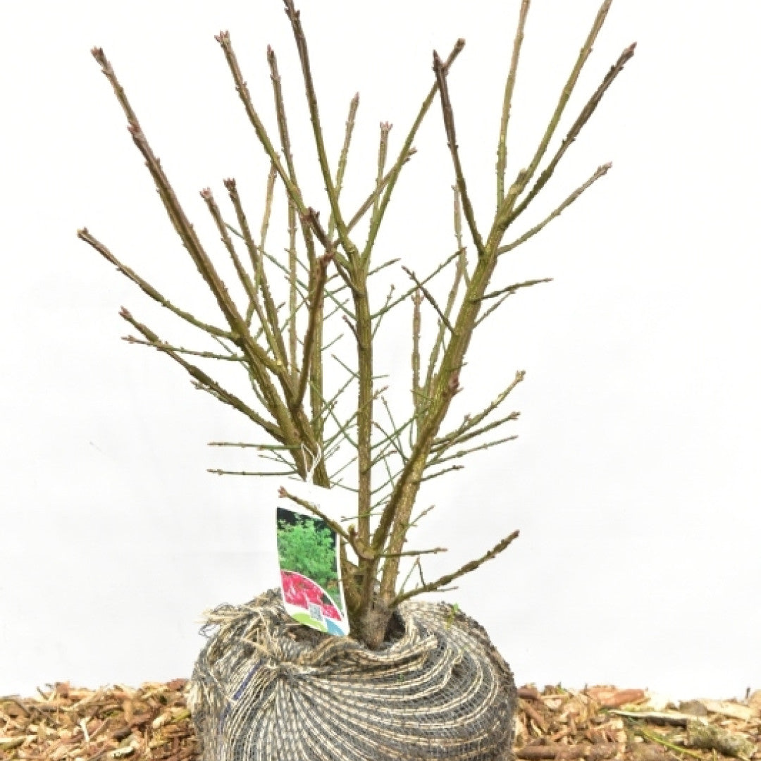 Kardinaalsmuts (Euonymus alatus) 'Compactus'
