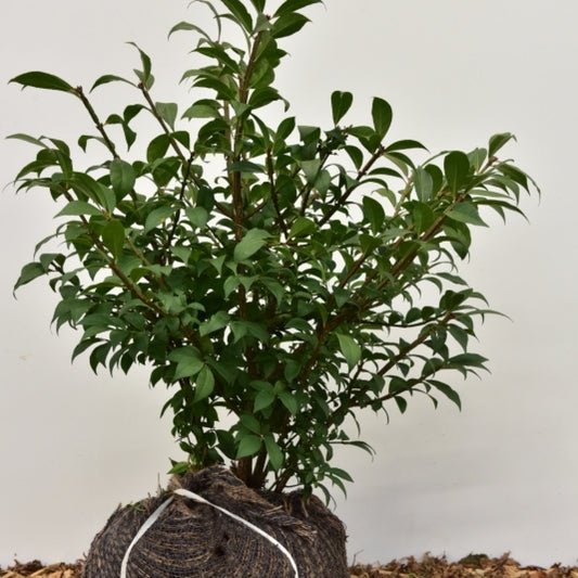 Euonymus alatus 'Compactus'