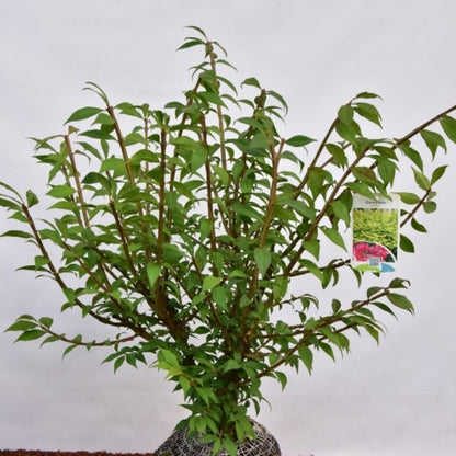 Euonymus alatus