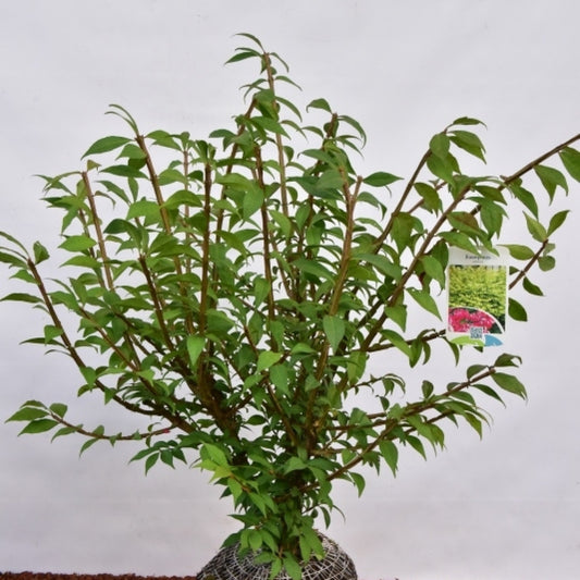 Euonymus alatus