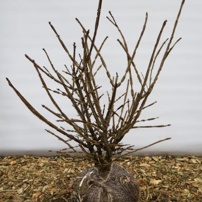 Euonymus alatus