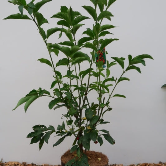 Euonymus europaeus 'Red Cascade'