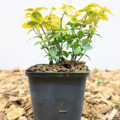 Euonymus fortunei 'Emerald 'n' Gold'