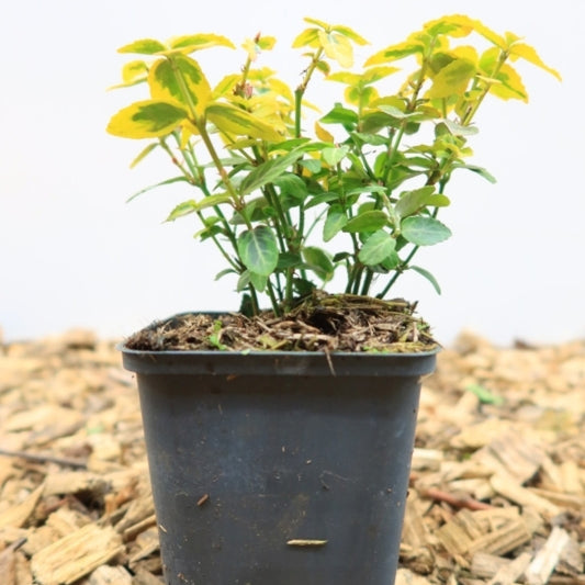 Euonymus fortunei 'Emerald 'n' Gold'