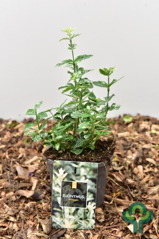 Euonymus fortunei 'Harlequin'