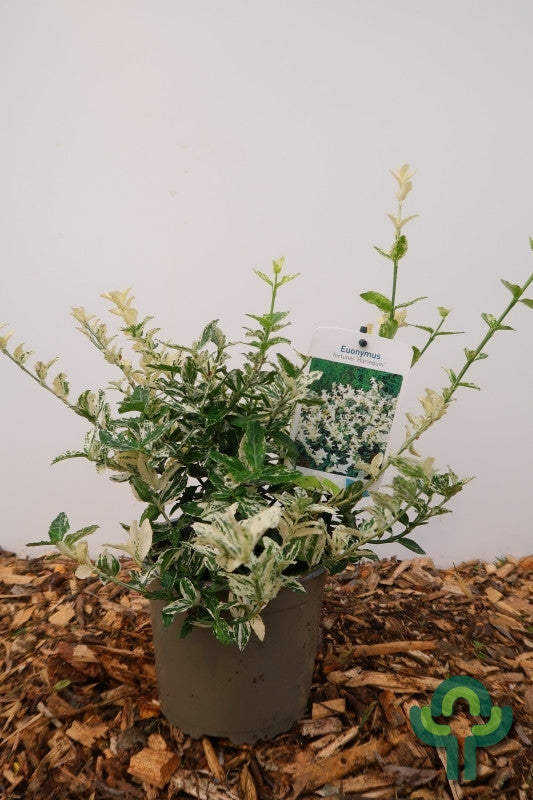 Euonymus fortunei 'Harlequin'
