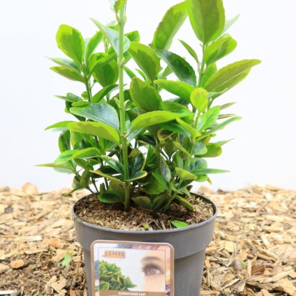 Euonymus japonicus 'Aureomarginatus'
