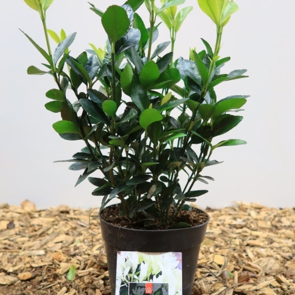 Euonymus japonicus 'Extravaganza'®