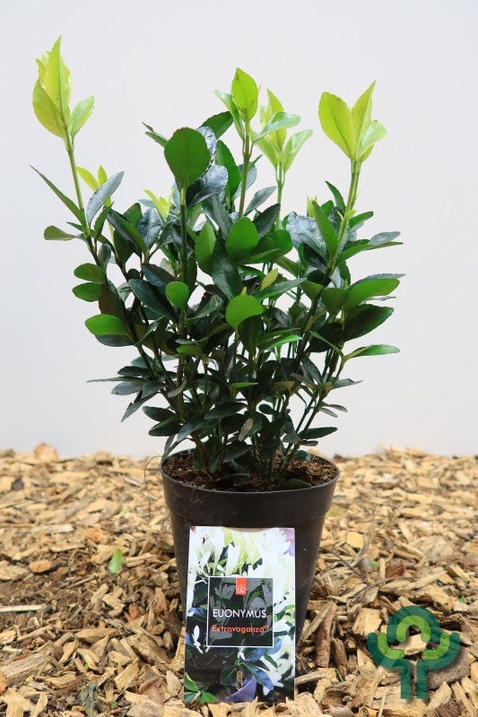 Kardinaalsmuts (Euonymus japonicus) 'Extravaganza' ®