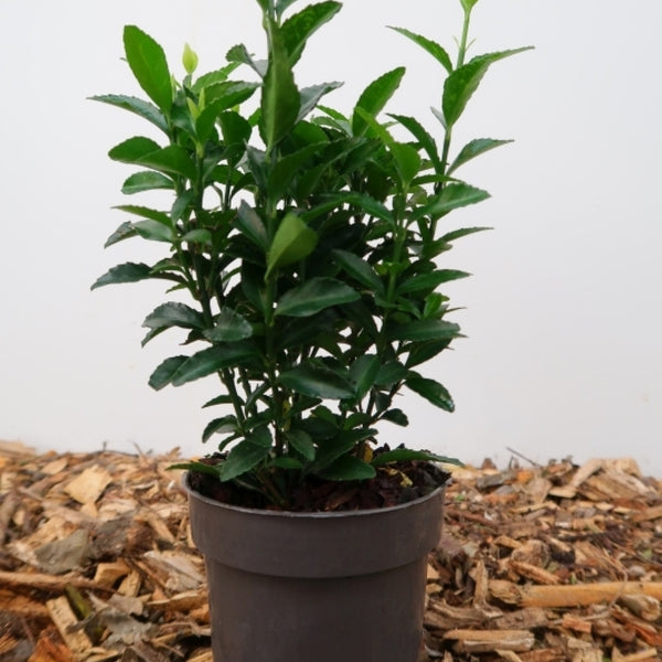 Euonymus japonicus 'Green Spire'
