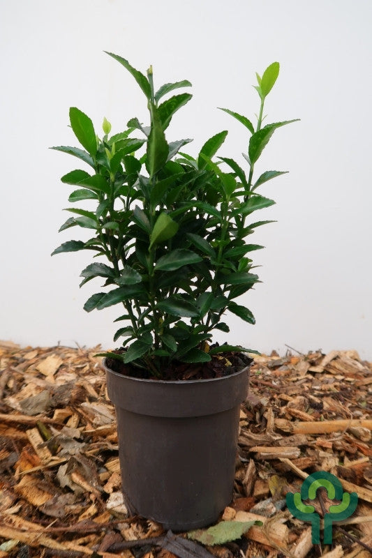 Kardinaalsmuts (Euonymus japonicus) 'Green Spire'