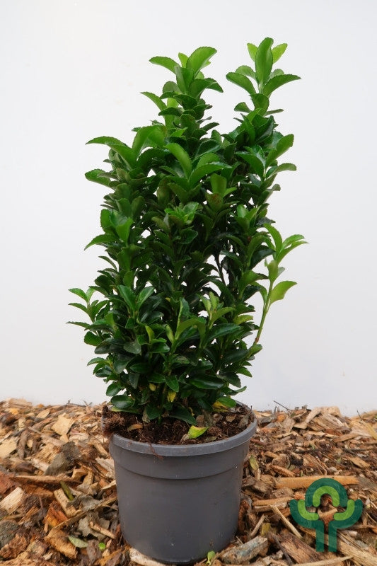 Kardinaalsmuts (Euonymus japonicus) 'Green Spire'