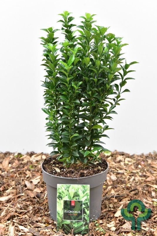 Kardinaalsmuts (Euonymus japonicus) 'Green Spire'