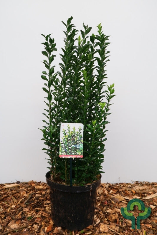 Kardinaalsmuts (Euonymus japonicus) 'Green Spire'