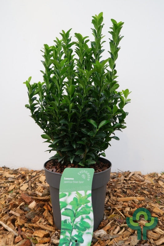 Kardinaalsmuts (Euonymus japonicus) 'Green Spire'