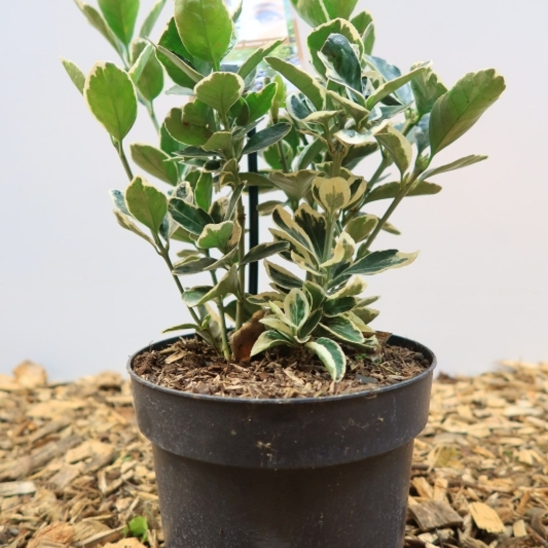 Euonymus japonicus 'Kathy'