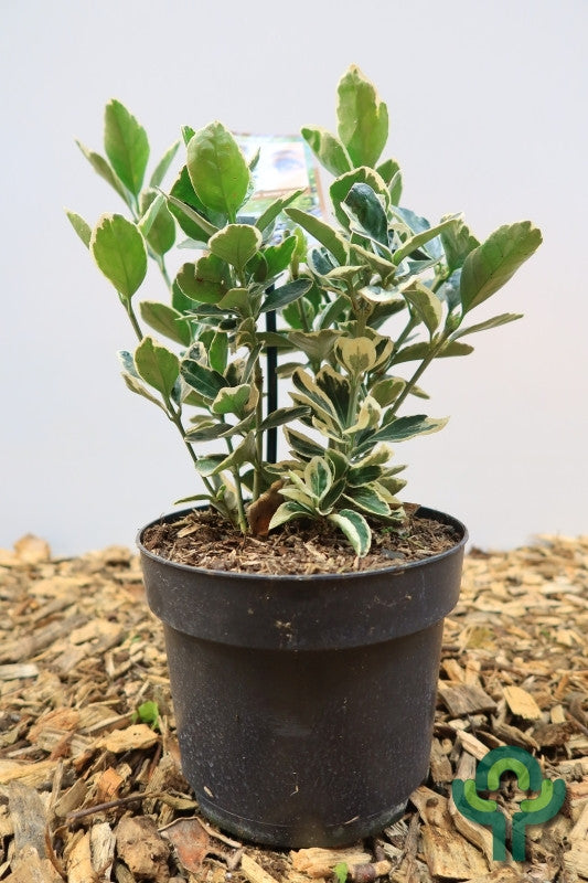 Euonymus japonicus 'Kathy'