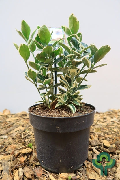 Euonymus japonicus 'Kathy'
