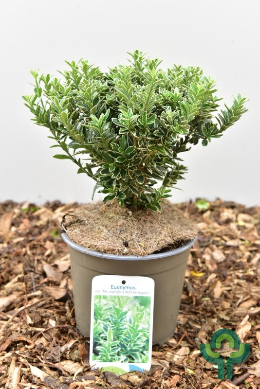 Euonymus japonicus 'Microphyllus Albovariegatus'