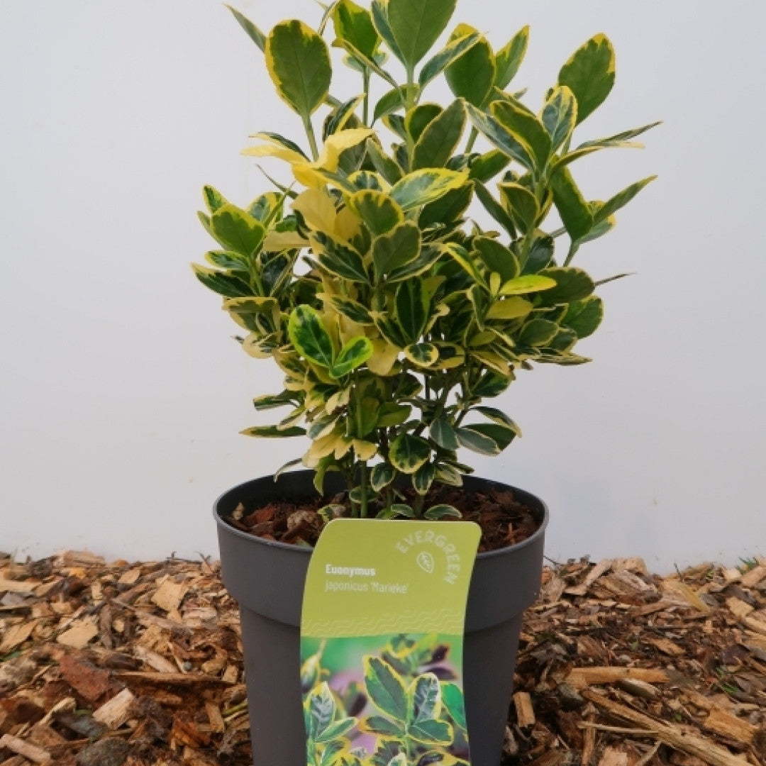 Kardinaalsmuts (Euonymus japonicus) 'Marieke'