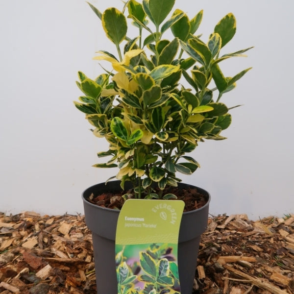 Euonymus japonicus 'Marieke'