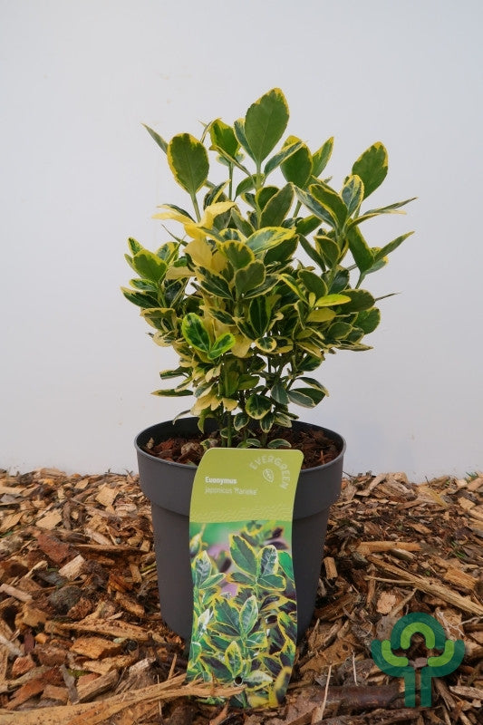 Kardinaalsmuts (Euonymus japonicus) 'Marieke'