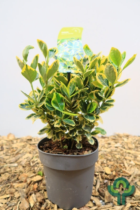 Kardinaalsmuts (Euonymus japonicus) 'Marieke'