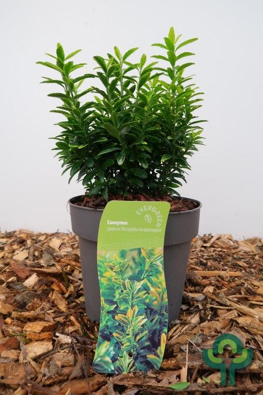 Euonymus japonicus 'Microphyllus Aureovariegatus'